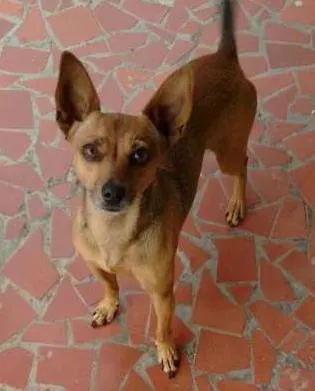 Cachorro ra a Pinscher,  mestiço idade 6 ou mais anos nome Bradock