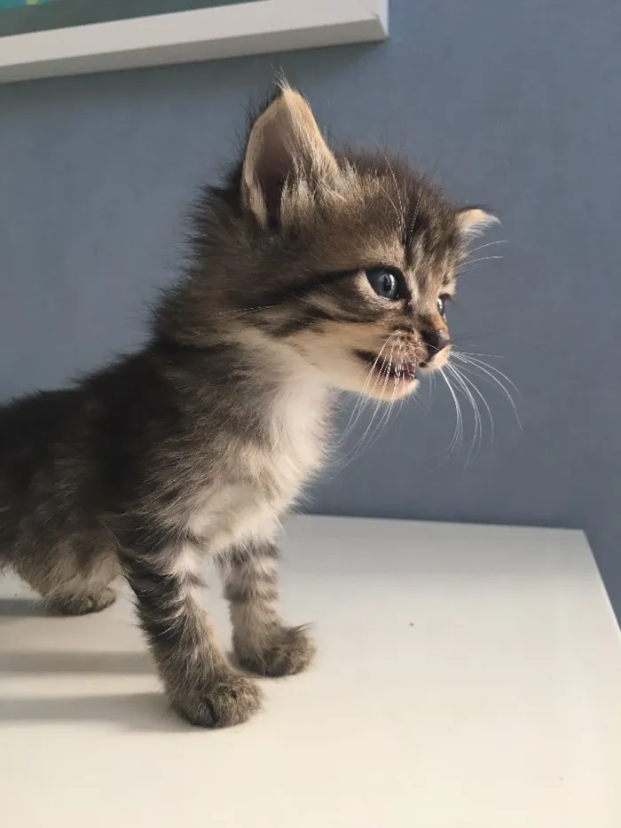 Gato ra a Varias idade Abaixo de 2 meses nome naotem