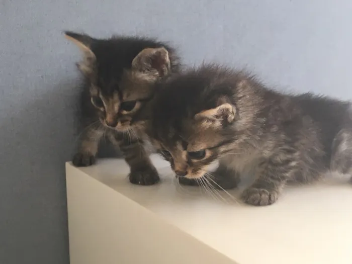 Gato ra a Varias idade Abaixo de 2 meses nome naotem