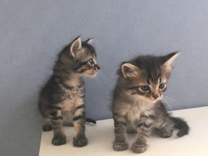 Gato ra a Varias idade Abaixo de 2 meses nome naotem