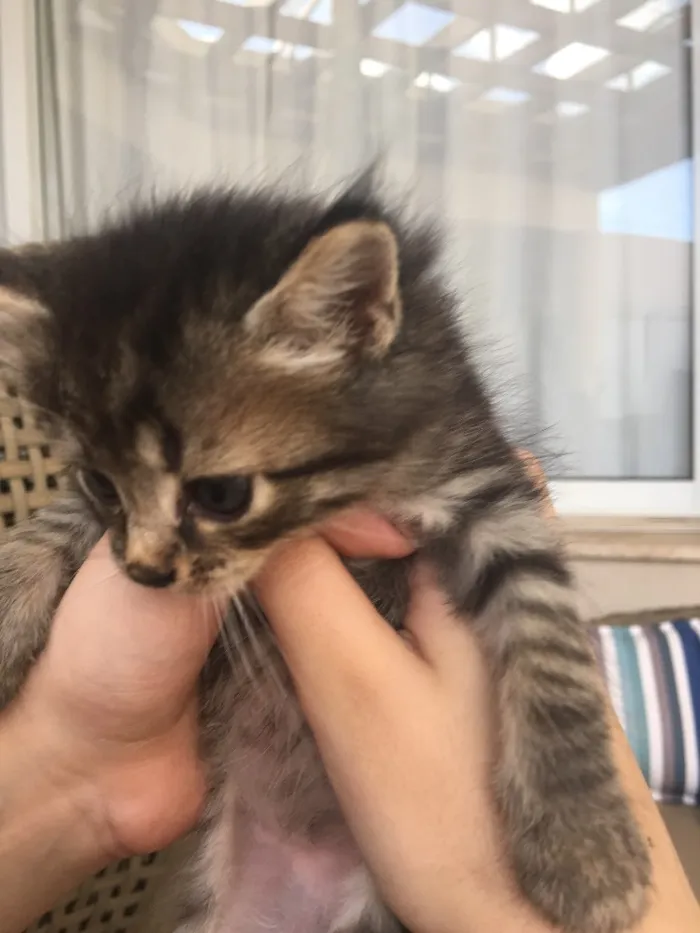 Gato ra a Varias idade Abaixo de 2 meses nome naotem