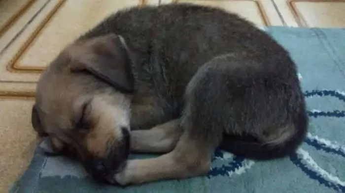 Cachorro ra a  idade 2 a 6 meses nome Tey