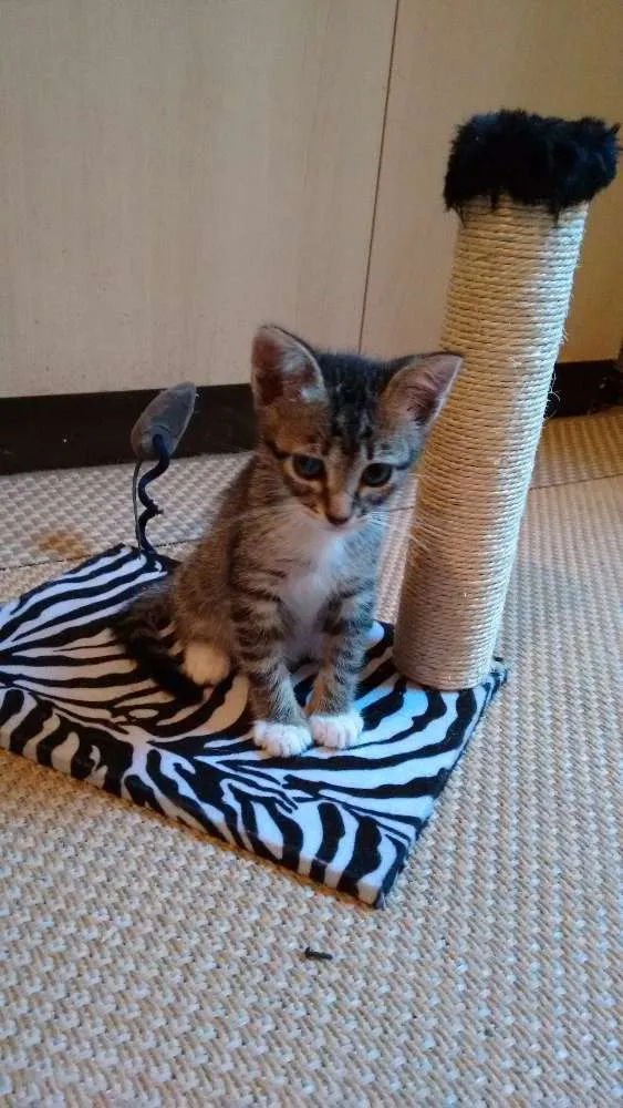 Gato ra a SRD idade 2 a 6 meses nome Adote Bombom