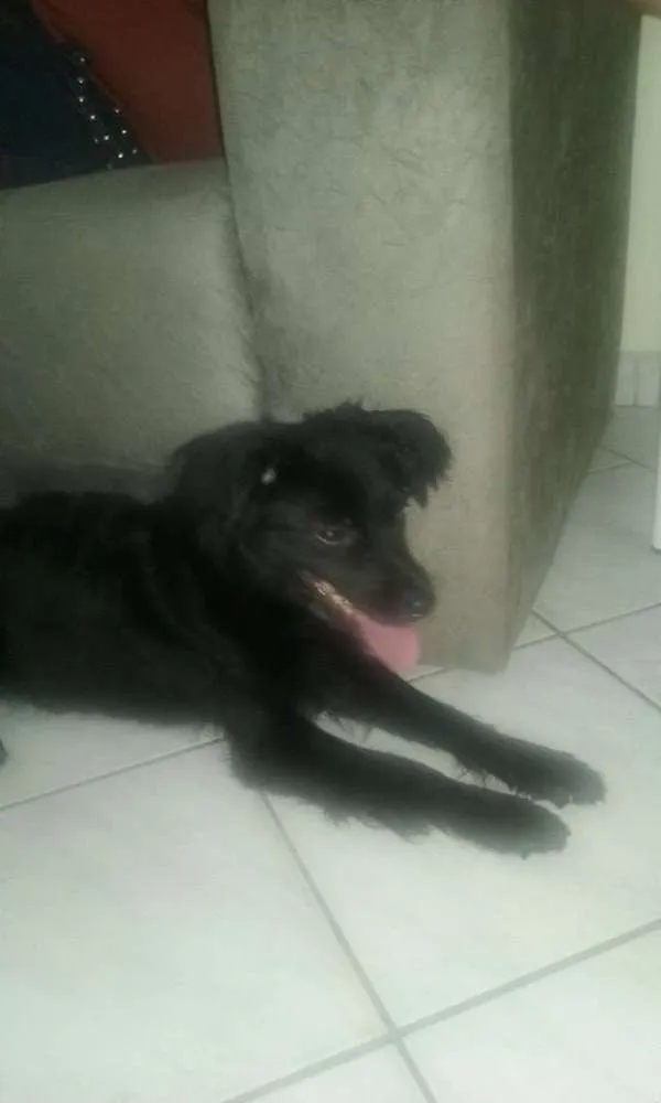 Cachorro raça vira-lata idade 1 ano nome Larissa
