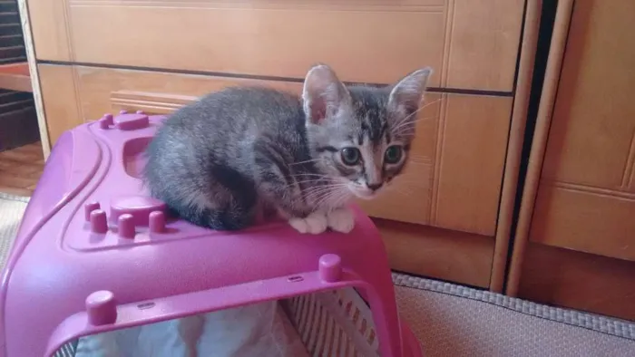 Gato ra a SRD idade 2 a 6 meses nome Adote Bombom