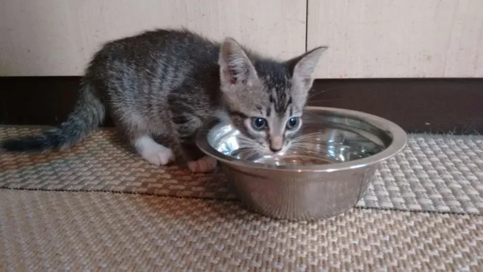 Gato ra a SRD idade 2 a 6 meses nome Adote Bombom