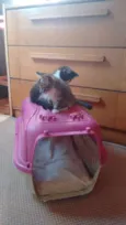 Adote Bombom