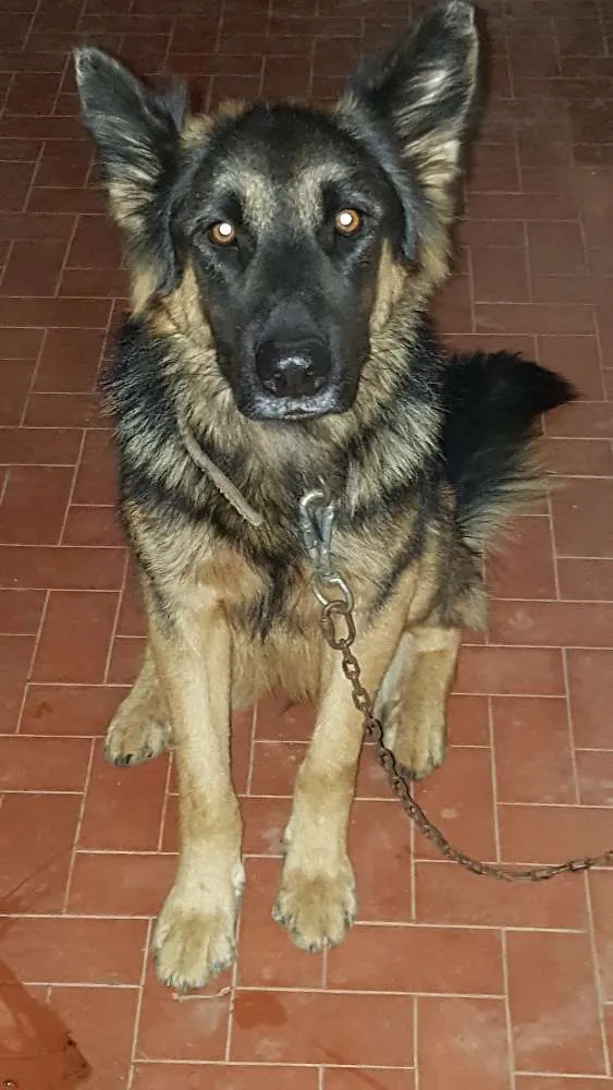 Cachorro ra a Pastor Alemão idade 2 anos nome Brutus