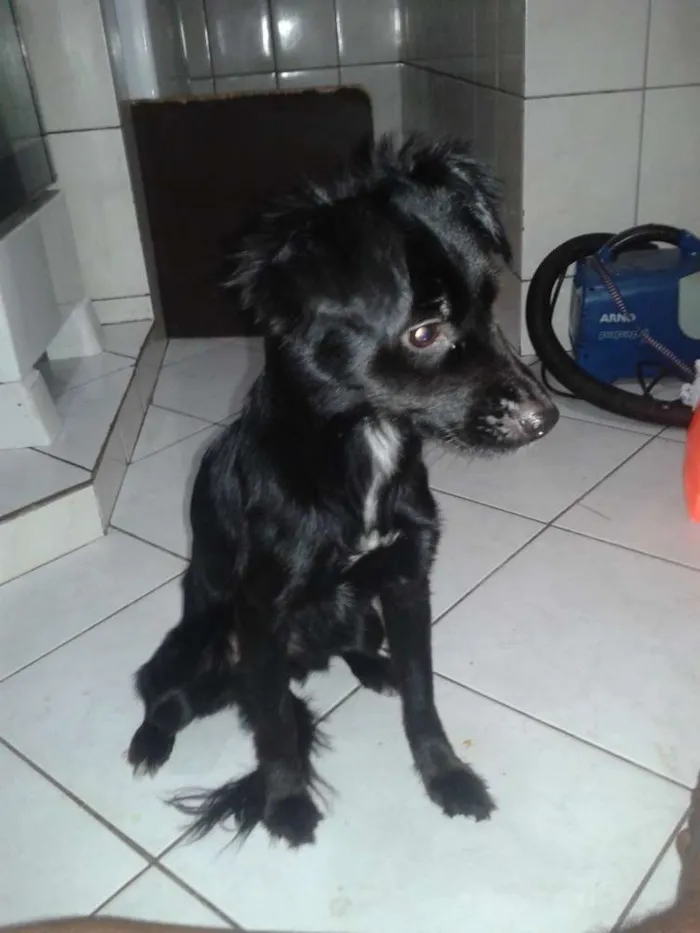 Cachorro raça vira-lata idade 1 ano nome Larissa