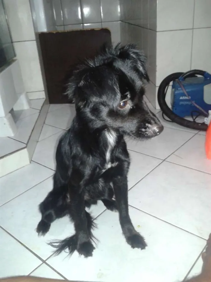 Cachorro raça vira-lata idade 1 ano nome Larissa