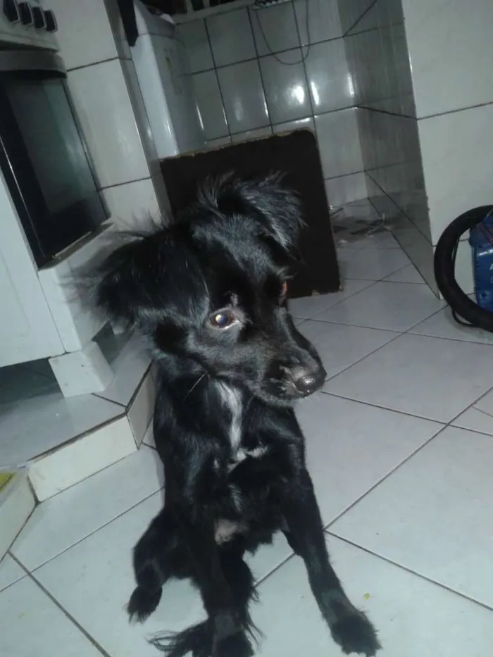 Cachorro raça vira-lata idade 1 ano nome Larissa