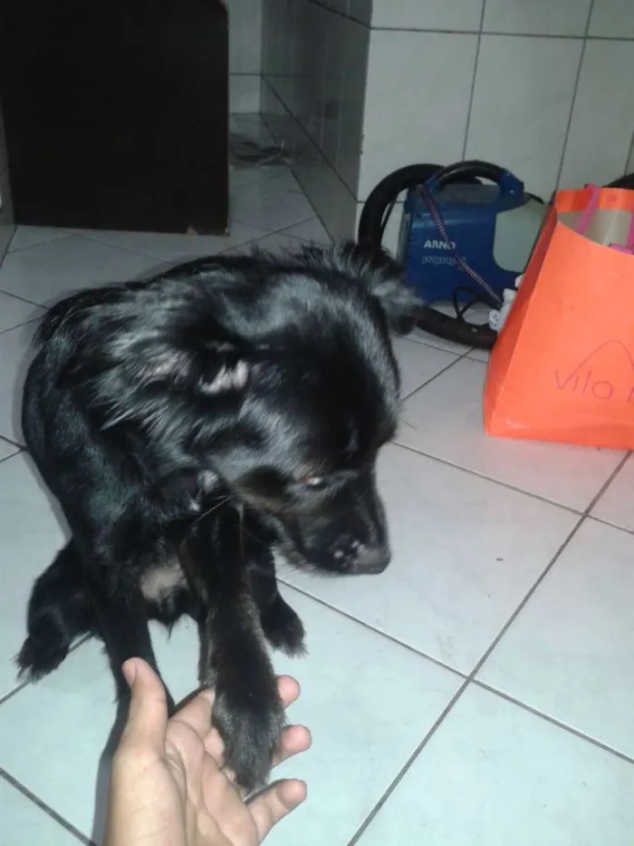 Cachorro raça vira-lata idade 1 ano nome Larissa
