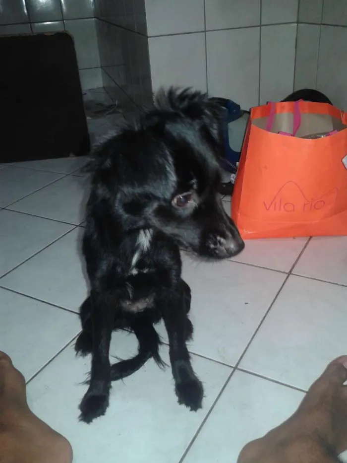 Cachorro raça vira-lata idade 1 ano nome Larissa