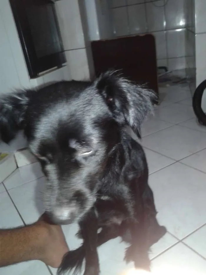 Cachorro raça vira-lata idade 1 ano nome Larissa