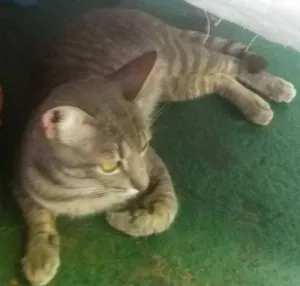 Gato raça não sei idade 2 anos nome Zóinho