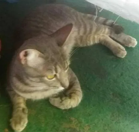 Gato ra a não sei idade 2 anos nome Zóinho