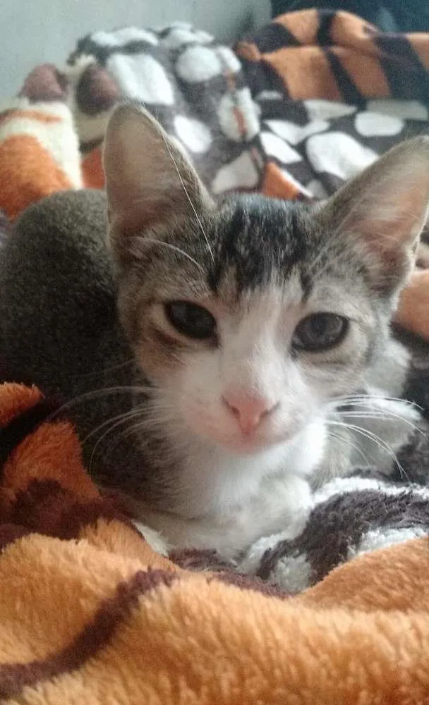 Gato ra a SRD idade 2 a 6 meses nome Stanley