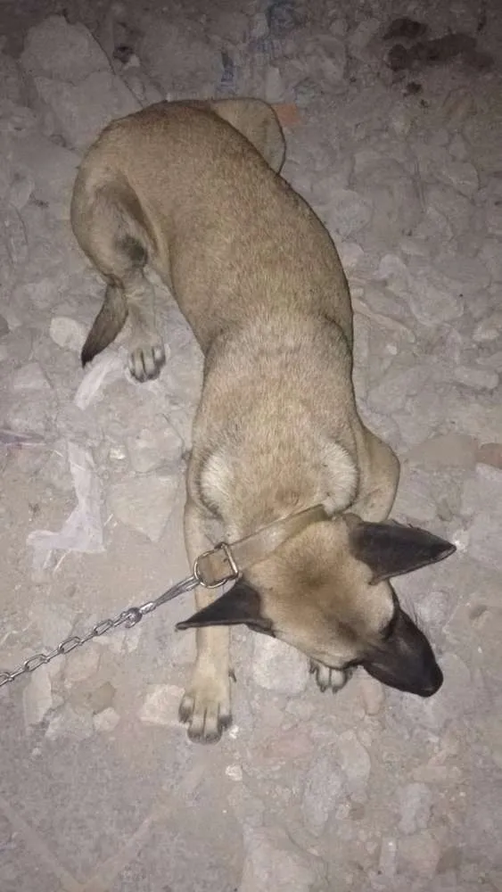 Cachorro ra a Sem raça idade 2 anos nome Linda e Bela