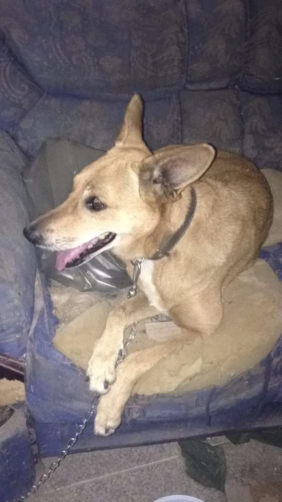 Cachorro ra a Sem raça idade 2 anos nome Linda e Bela