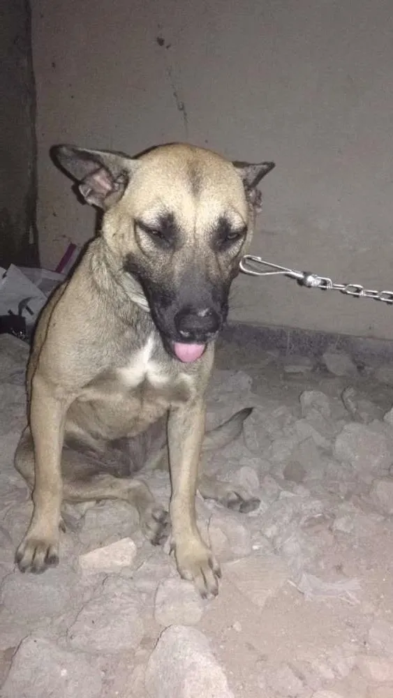 Cachorro ra a Sem raça idade 2 anos nome Linda e Bela