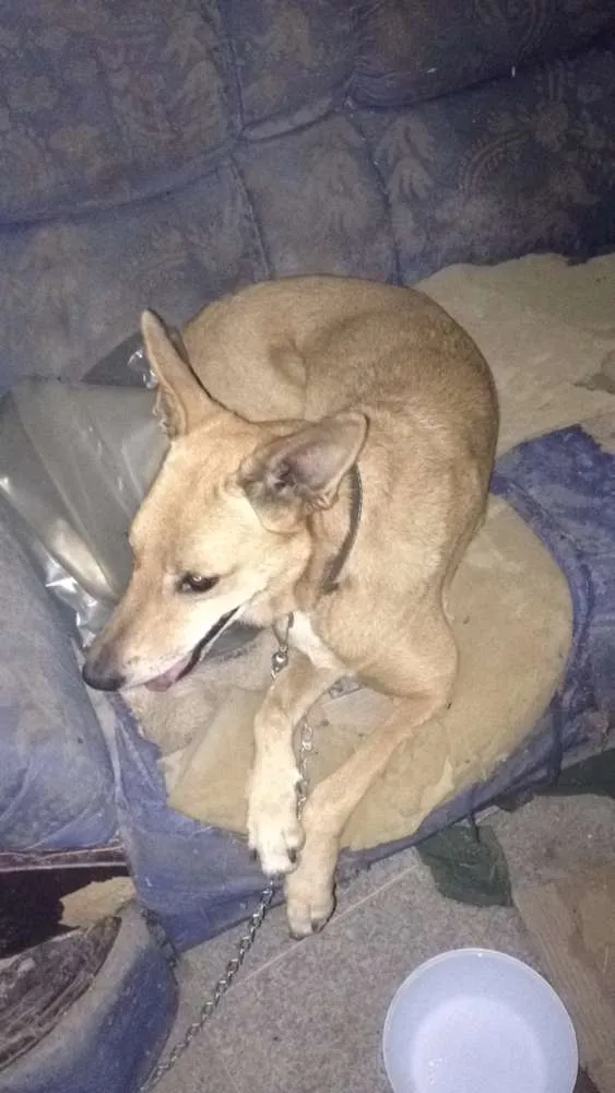 Cachorro ra a Sem raça idade 2 anos nome Linda e Bela