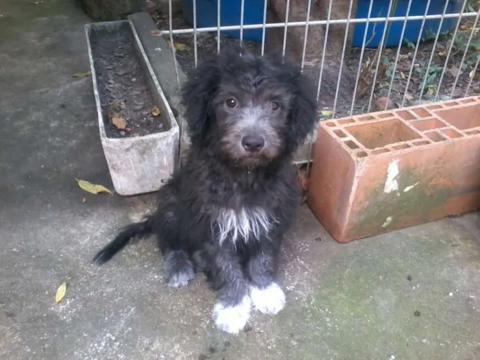 Cachorro ra a mix idade 7 a 11 meses nome Bingo