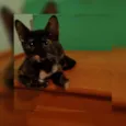Adote Miska ou Mimi