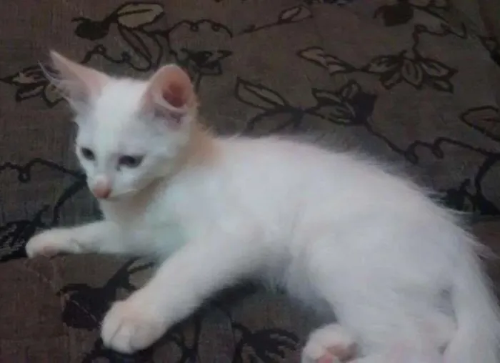 Gato ra a mestiço idade Abaixo de 2 meses nome Branco