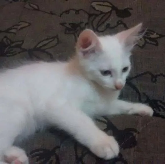 Gato ra a mestiço idade Abaixo de 2 meses nome Branco