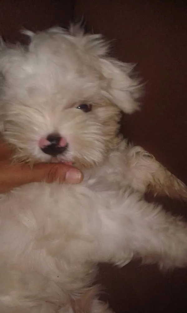 Cachorro ra a Maltês idade 2 a 6 meses nome bob