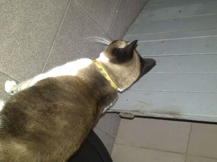 Gato ra a Mestiça, siamês  idade 6 ou mais anos nome Pampinha, princesa,