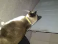 Pampinha, princesa,