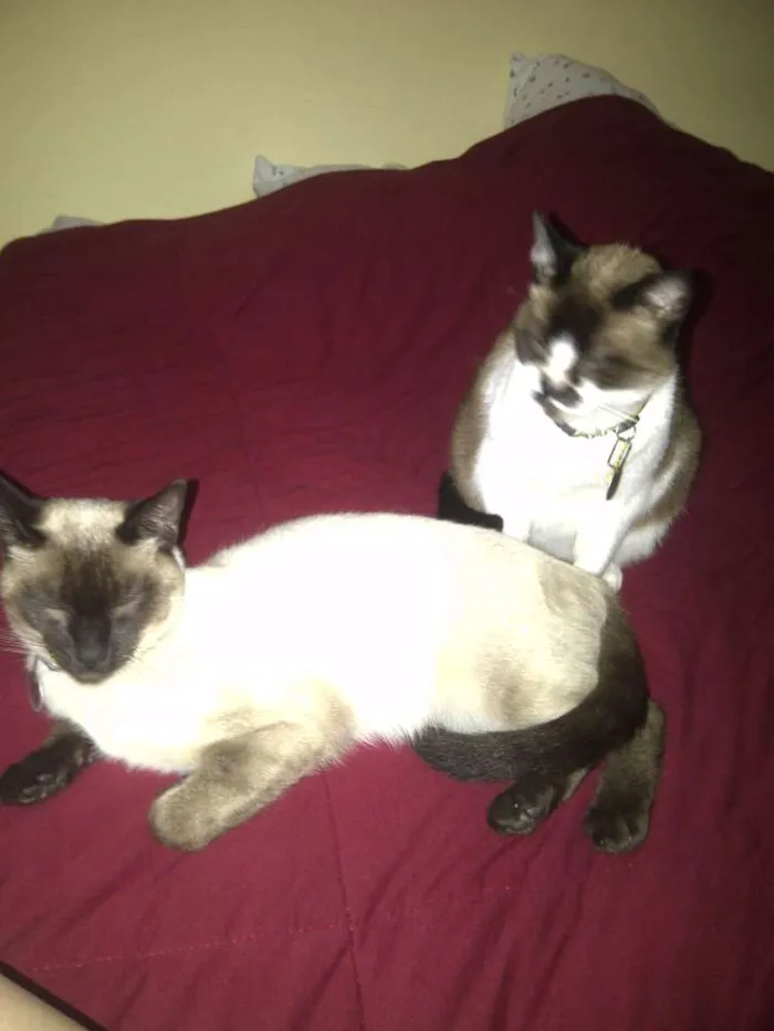 Gato ra a Mestiça, siamês  idade 6 ou mais anos nome Pampinha, princesa,