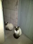 Pampinha, princesa,