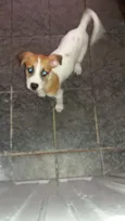 Toby