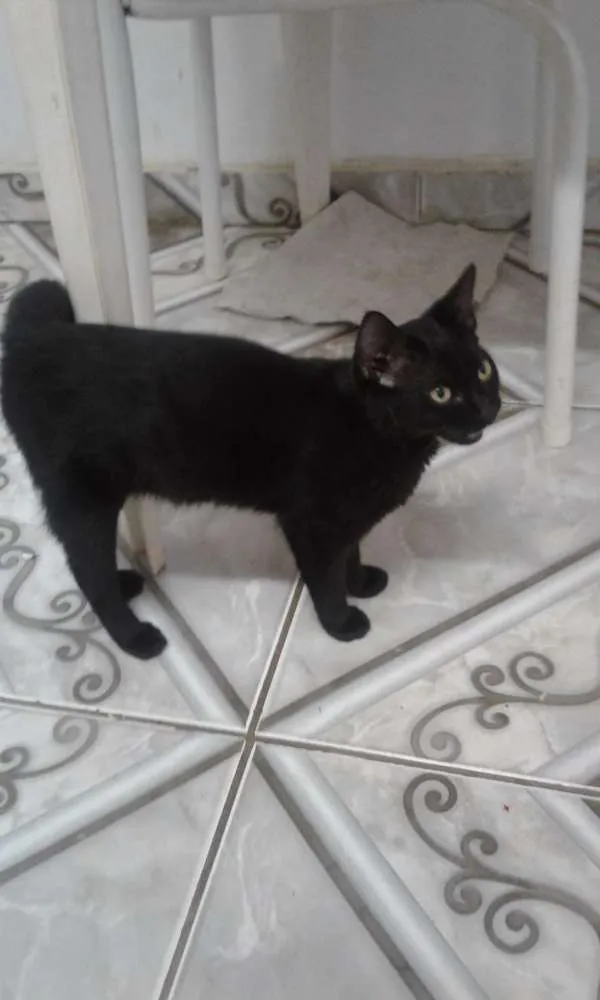 Gato ra a srd idade 2 a 6 meses nome pérola