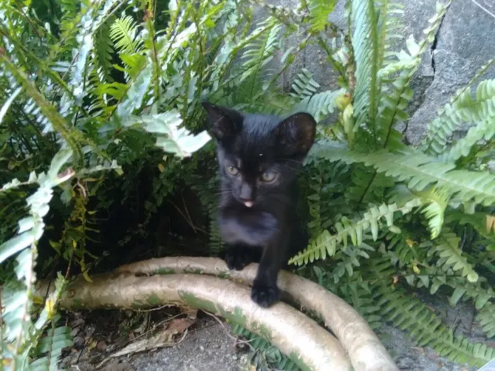 Gato ra a Srd idade 2 a 6 meses nome Black