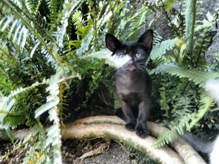 Gato ra a Srd idade 2 a 6 meses nome Black