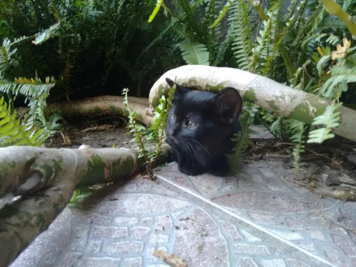 Gato ra a Srd idade 2 a 6 meses nome Black