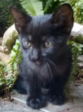 Gato ra a Srd idade 2 a 6 meses nome Black