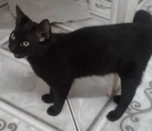 Gato raça srd idade 2 a 6 meses nome pérola