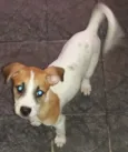 Toby