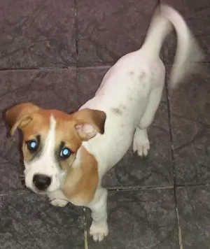 Cachorro raça Vira lata idade 7 a 11 meses nome Toby