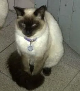 Gato ra a Mestiça, siamês  idade 6 ou mais anos nome Pampinha, princesa,