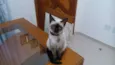 Cleo, Sophie e Char