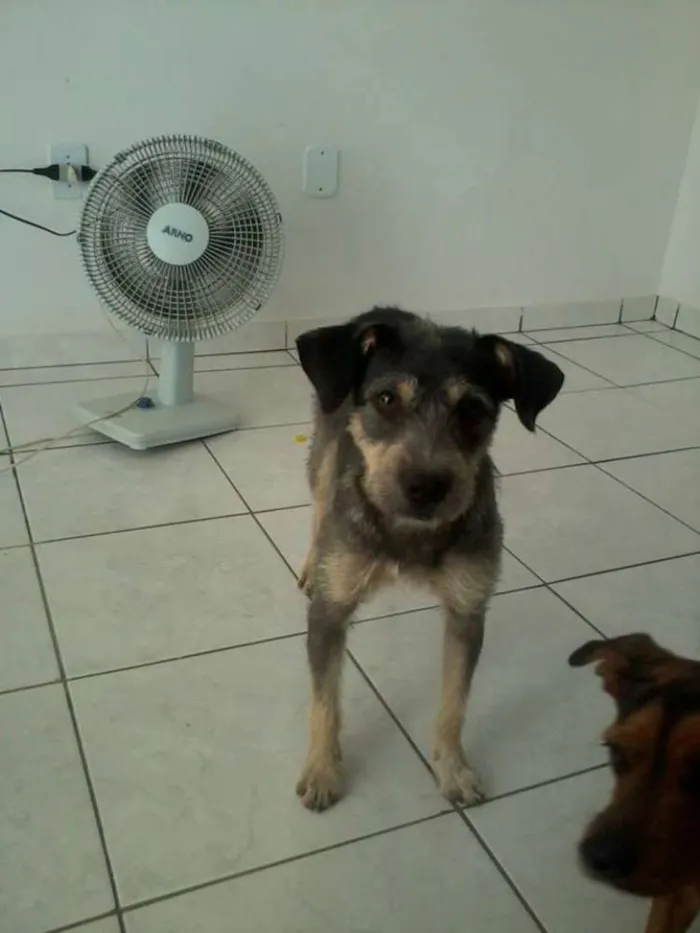 Cachorro ra a SRD idade 2 anos nome ESTOPINHA