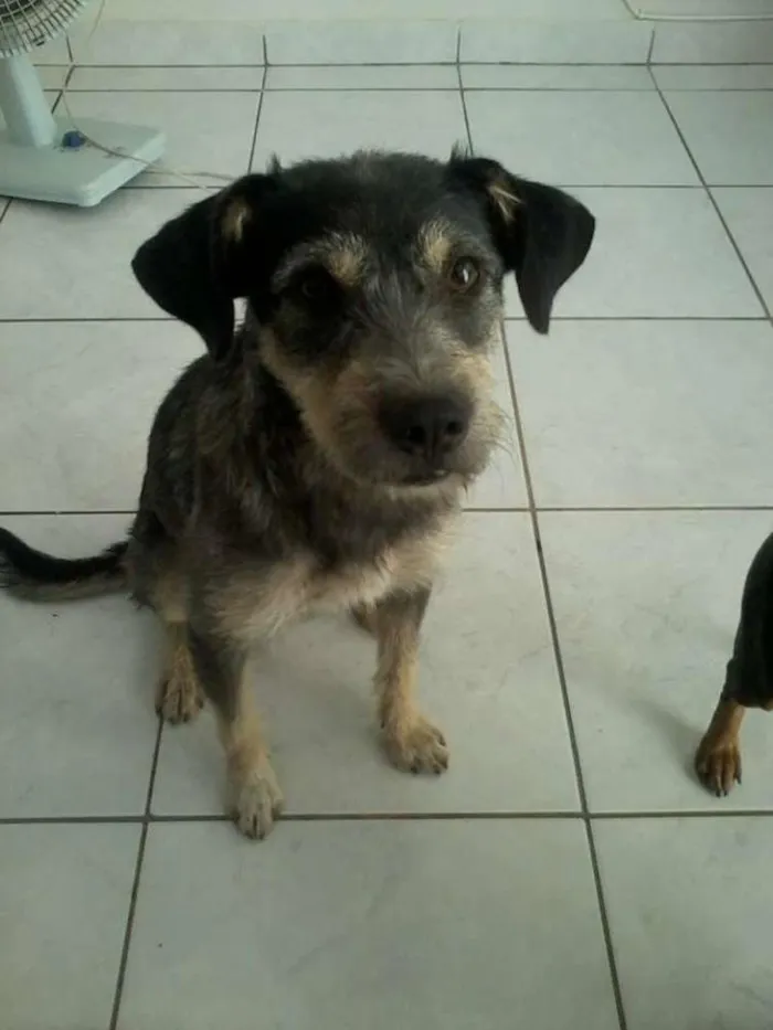 Cachorro ra a SRD idade 2 anos nome ESTOPINHA