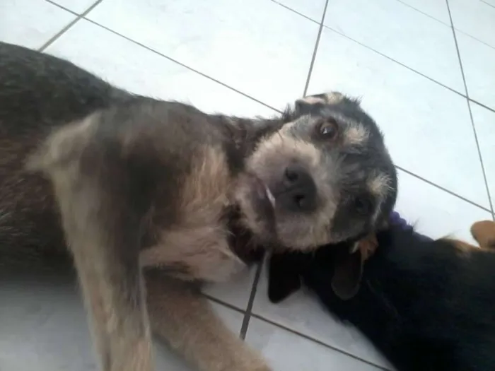 Cachorro ra a SRD idade 2 anos nome ESTOPINHA