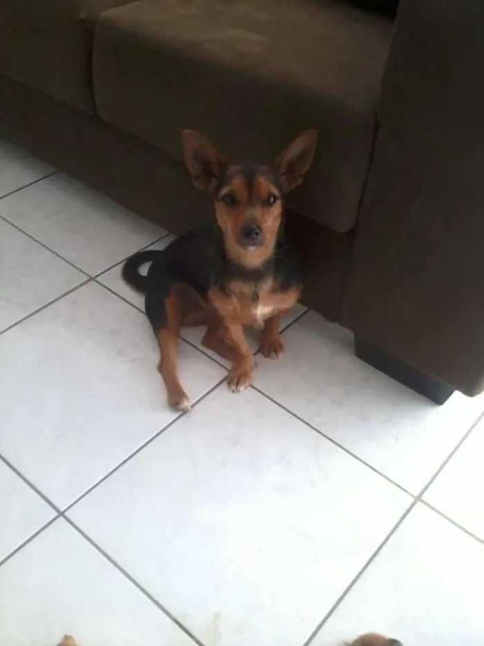 Cachorro ra a SRD idade 5 anos nome  LILICA E JADE