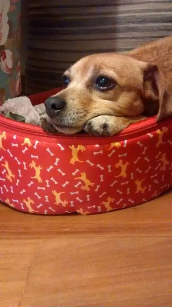 Cachorro ra a SRD idade 6 ou mais anos nome Meg